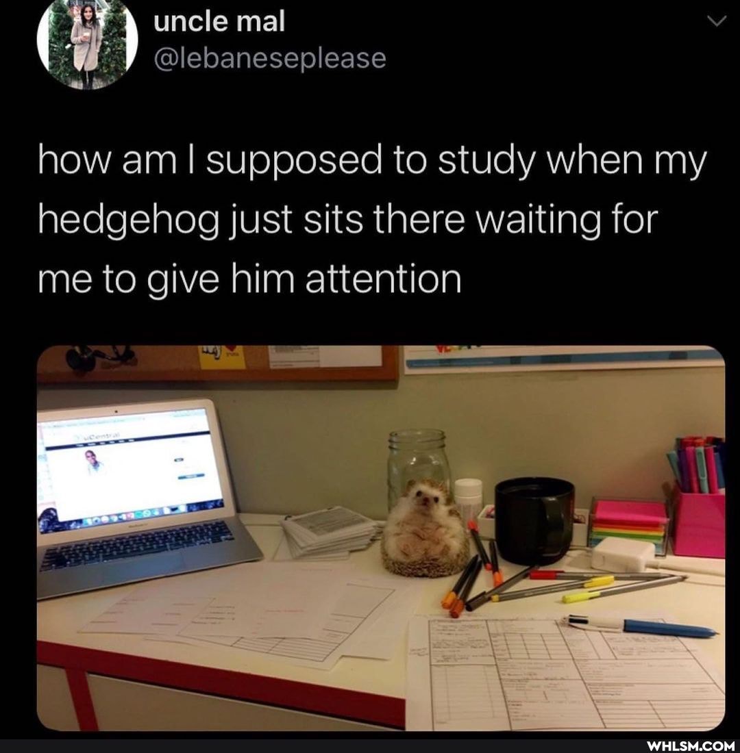 uncle mal @lebaneseplease
how am I supposed to study when my hedgehog just sits there waiting for me to give him attention