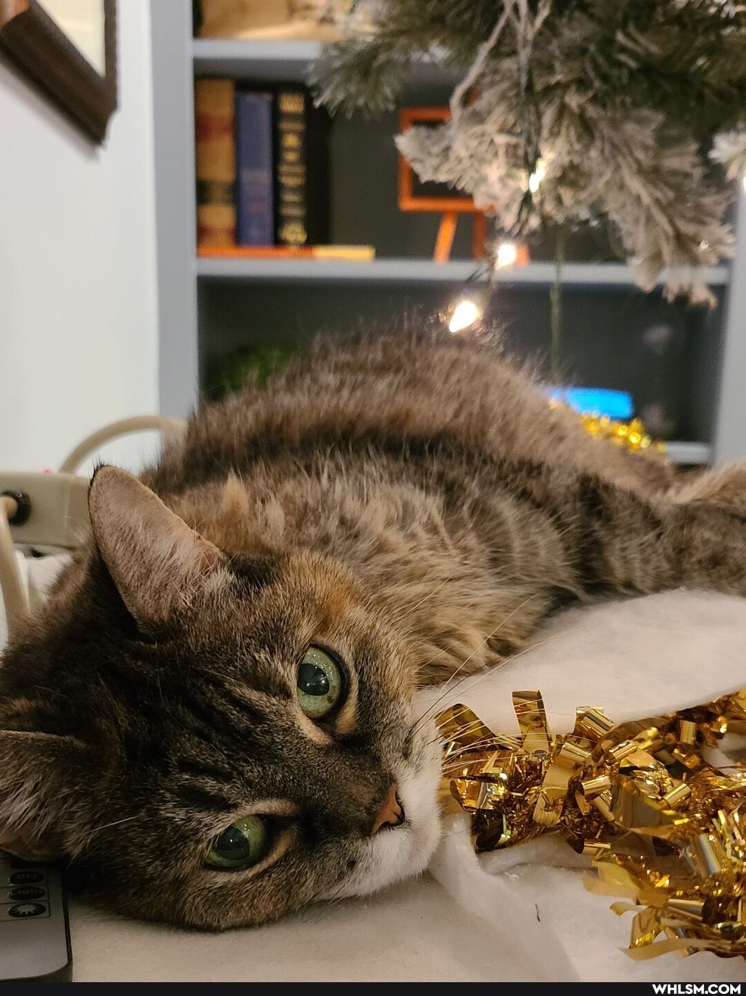 cat, love, christmas