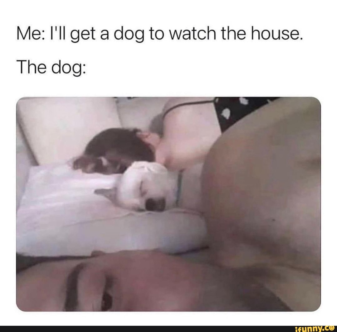 Me: I'll get a dog to watch the house.
The dog: