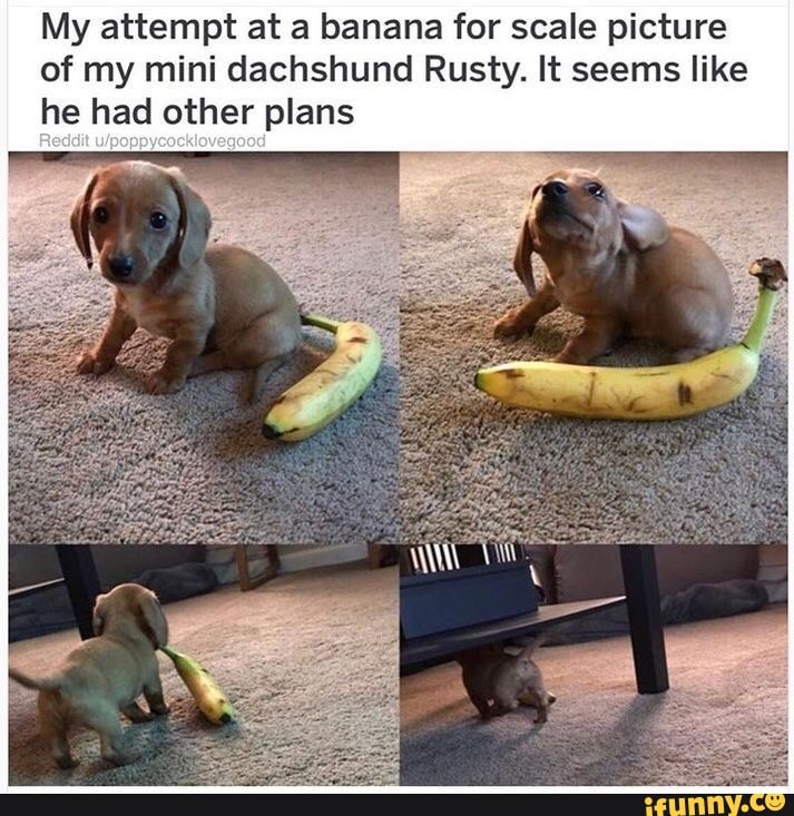 My attempt at a banana for scale picture of my mini dachshund Rusty. It seems like he had other plans