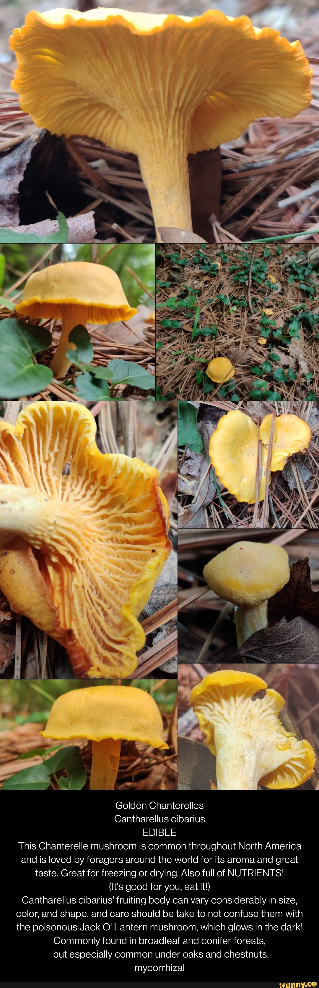 Golden Chanterelles Cantharellus cibarius EDIBLE This Chanterelle