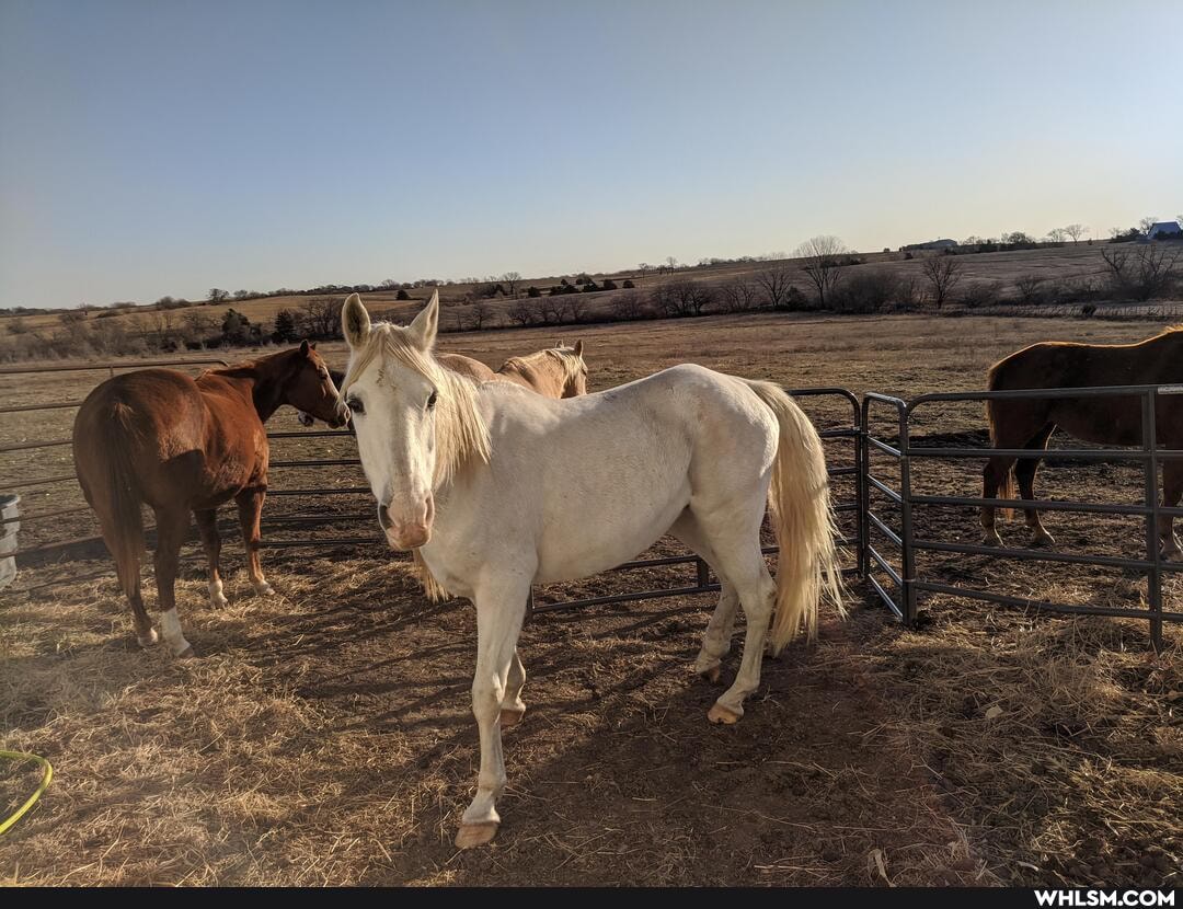 horses, donkey, animal_rescue
