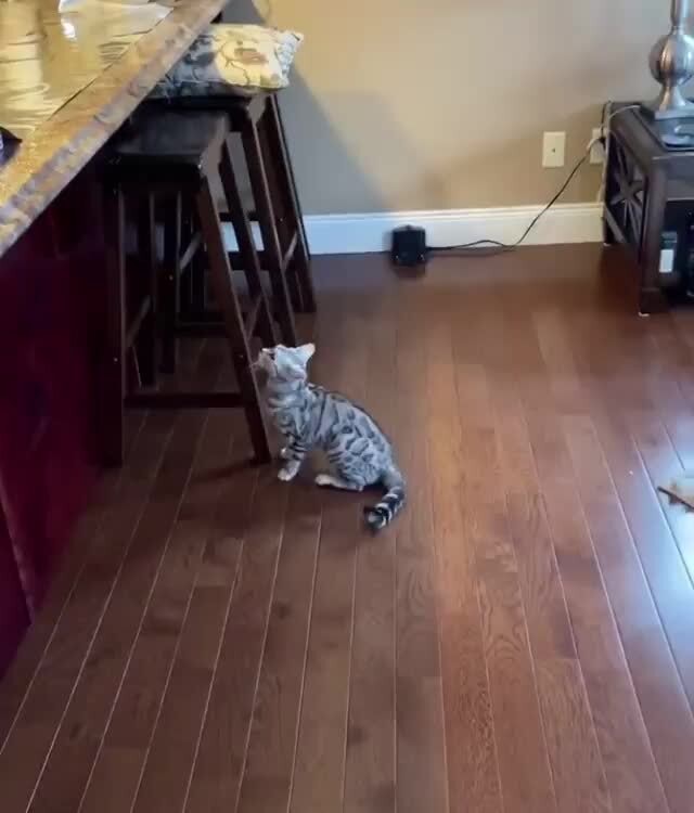 faqt cat jump on counter fail