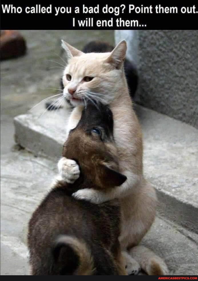 Who called you a bad dog? Point them out.
will end them...