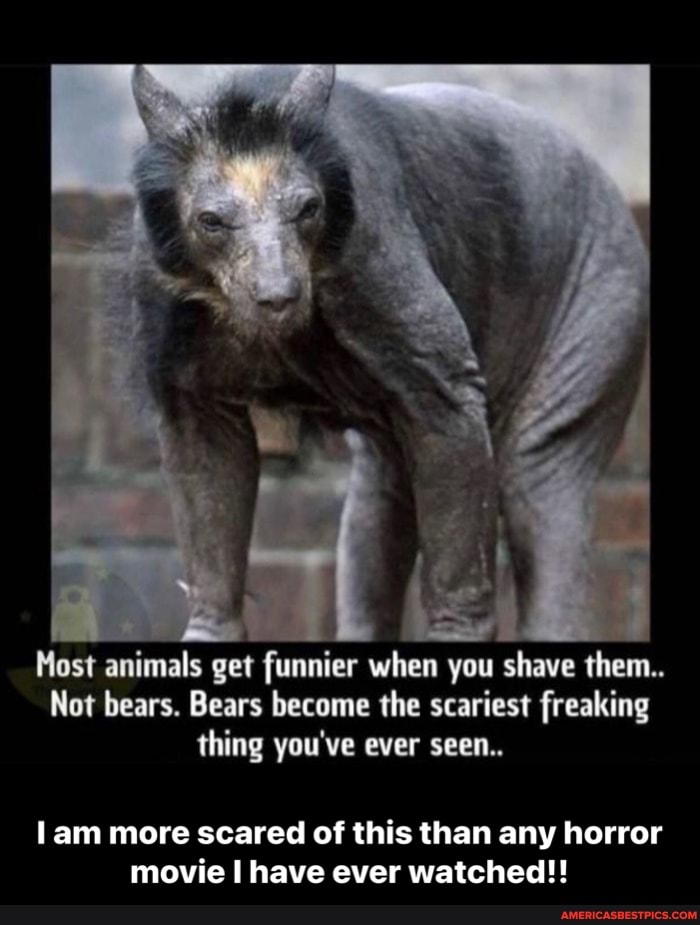 Most animals get funnier when you shave them..
Not bears. Bears become the scariest freaking thing you've ever seen..
lam more scared of this than any horror movie have ever watched!! - I am more scared of this than any horror movie I have ever watched!!