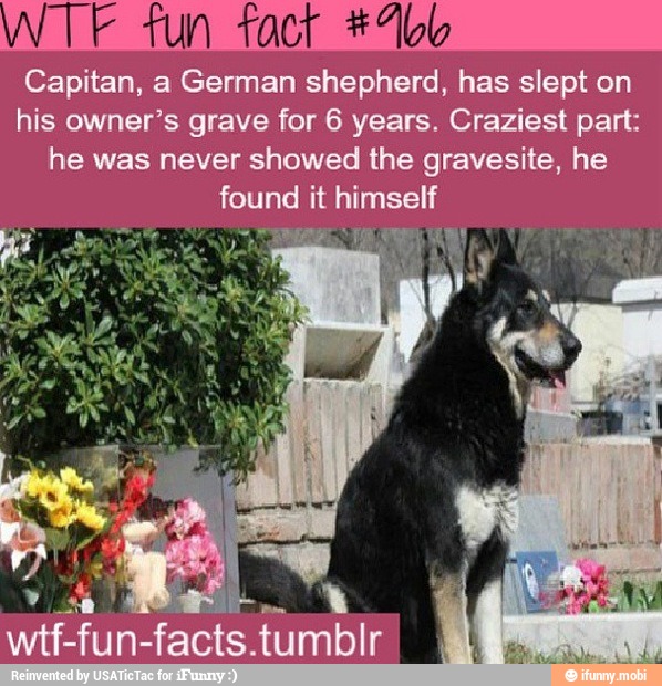 Capitan, a German shepherd, has slept on
his owner's grave for 6 years. Craziest part:
he was never showed the gravesite, he
found it quis