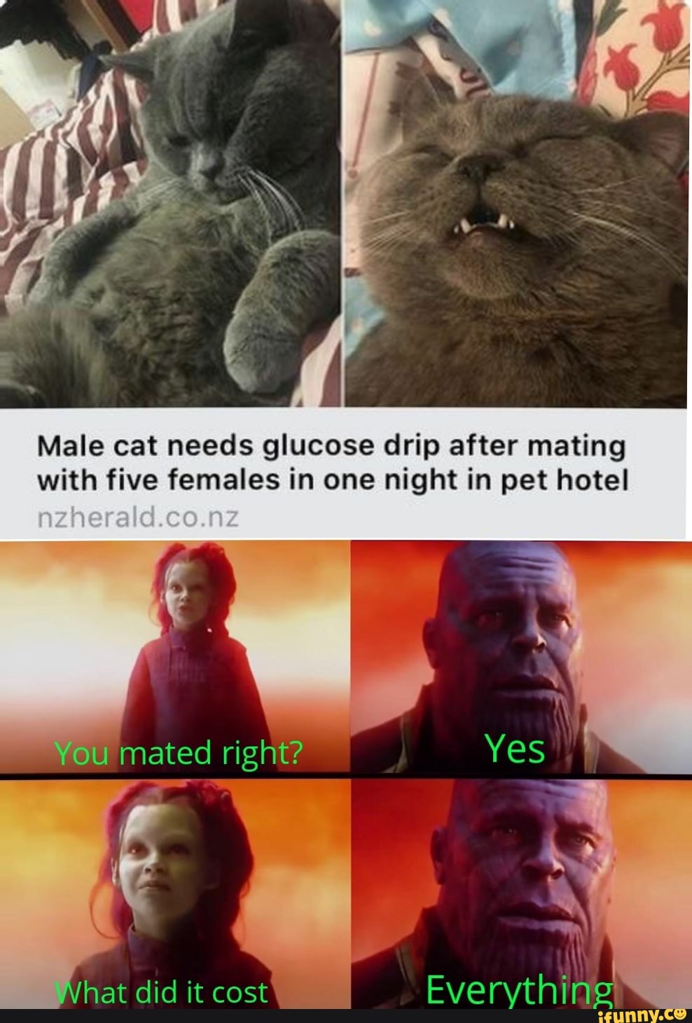 Male cat needs glucose drip after mating with five females in one night