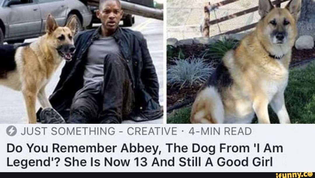 @ JUST SOMETHING - CREATIVE - 4-MIN READ
Do You Remember Abbey, The Dog From Am
Legend'? She Is Now 13 And Still A Good Girl