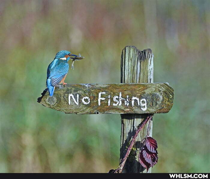 No Fishing