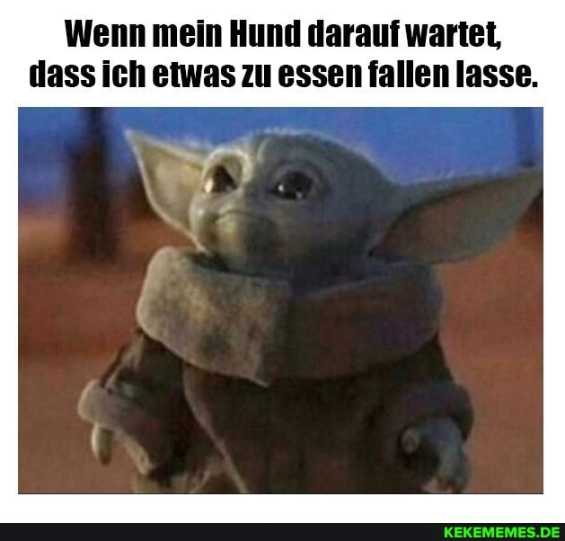 Wenn mein Hund darauf wartet, dass ich etwas zu essen fallen lasse.