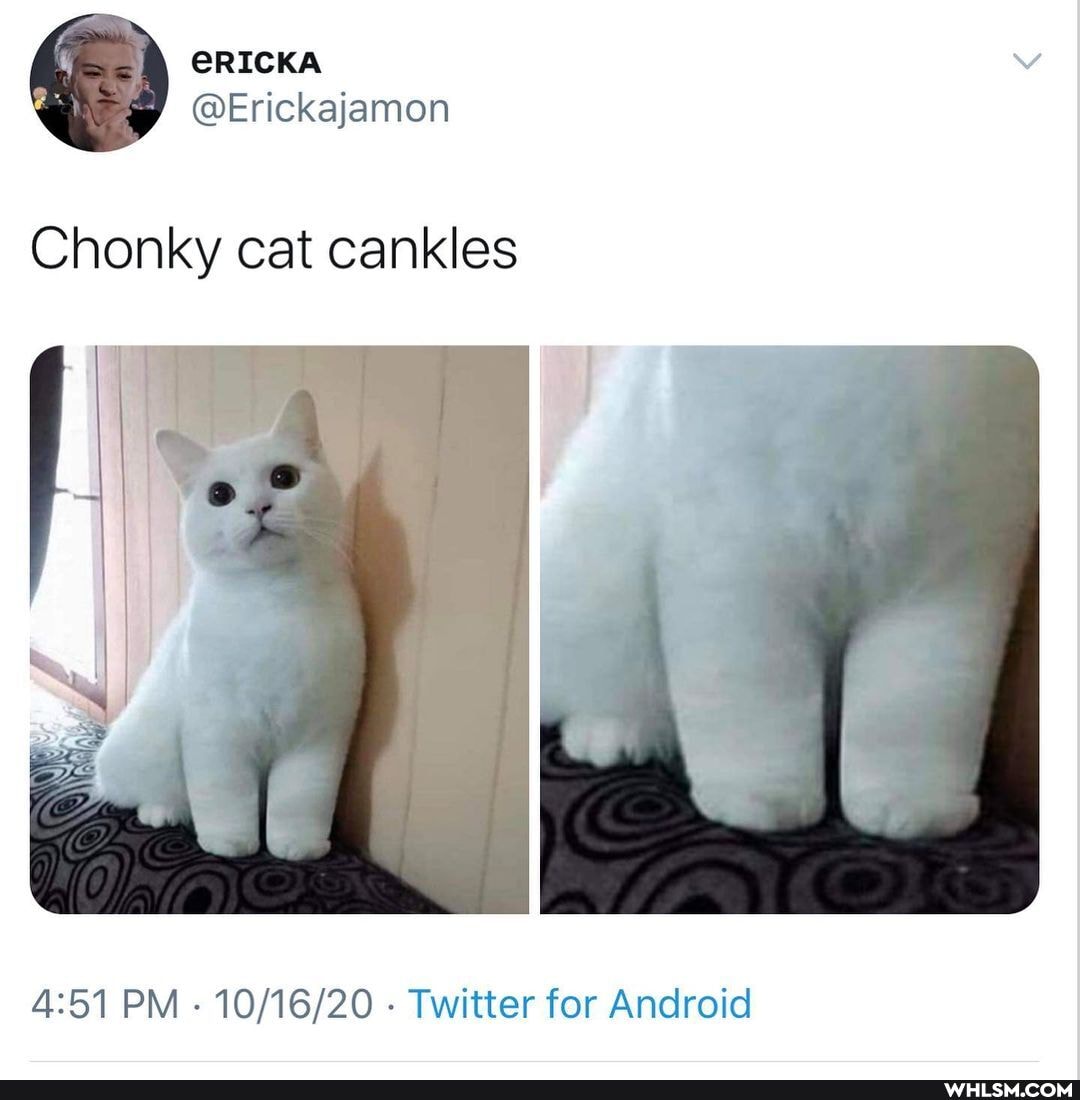 Chonky cat cankles
PM Twitter for Android