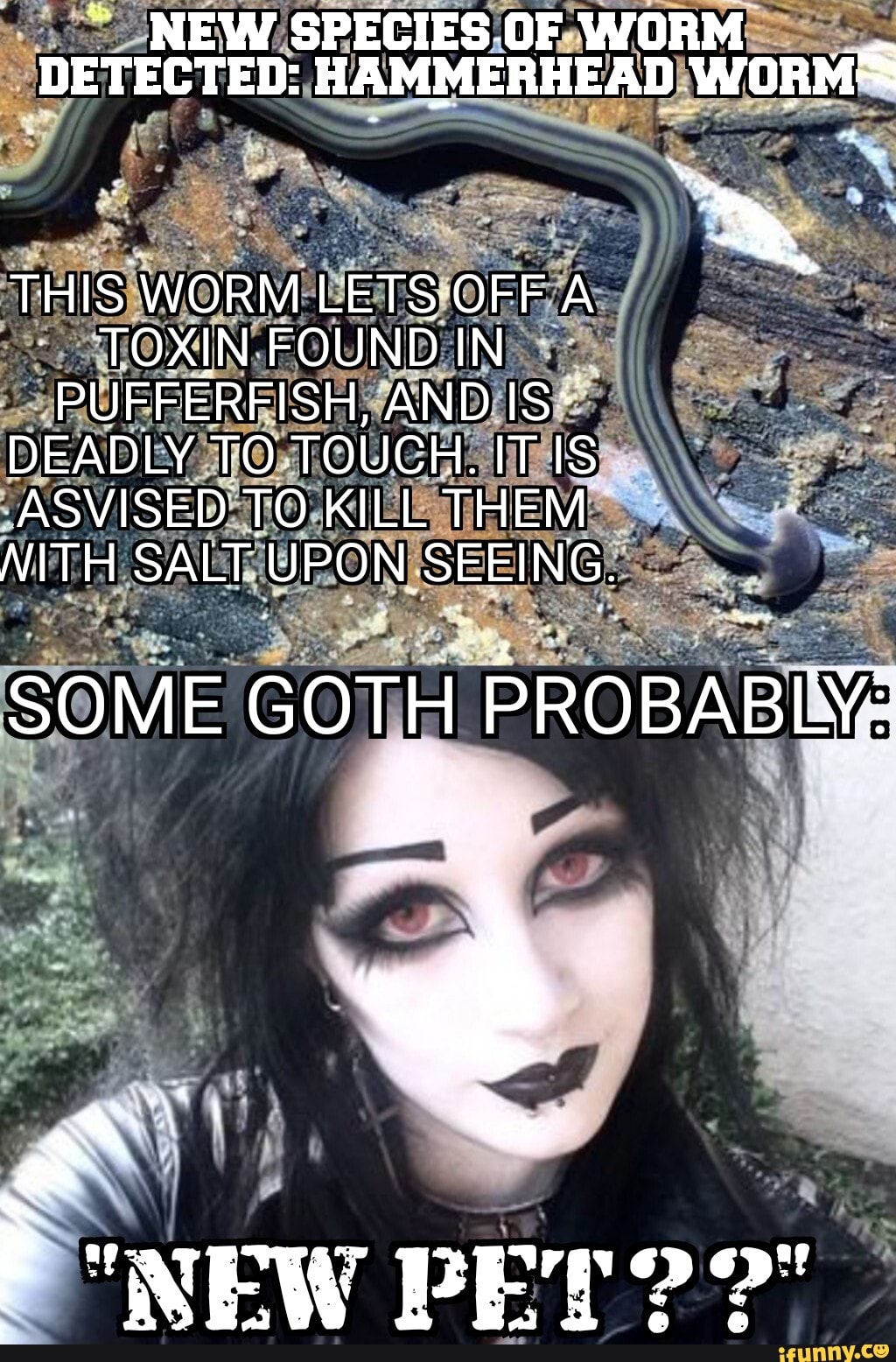 NEW SPECIES OF WORM DETECTED HAMMERHEAD woRM= THIS WORM LETS OFF A