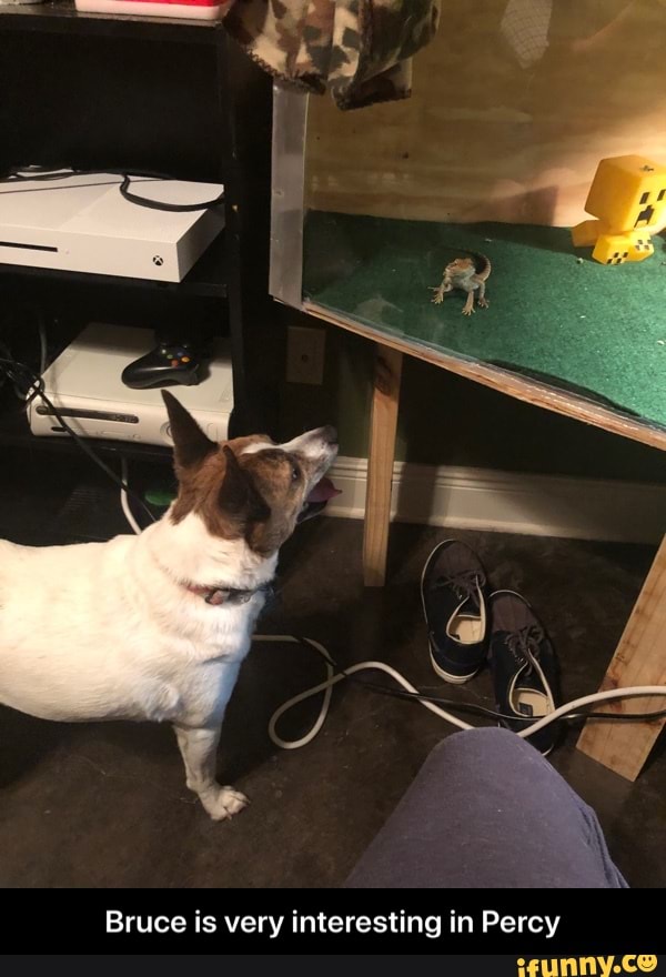 Bruce is very interesting in Percy - Bruce is very interesting in Percy