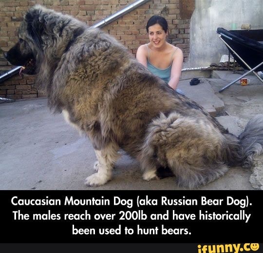 Caucasian Mountain Dog (aka Russian Bear Dog). The males reach over