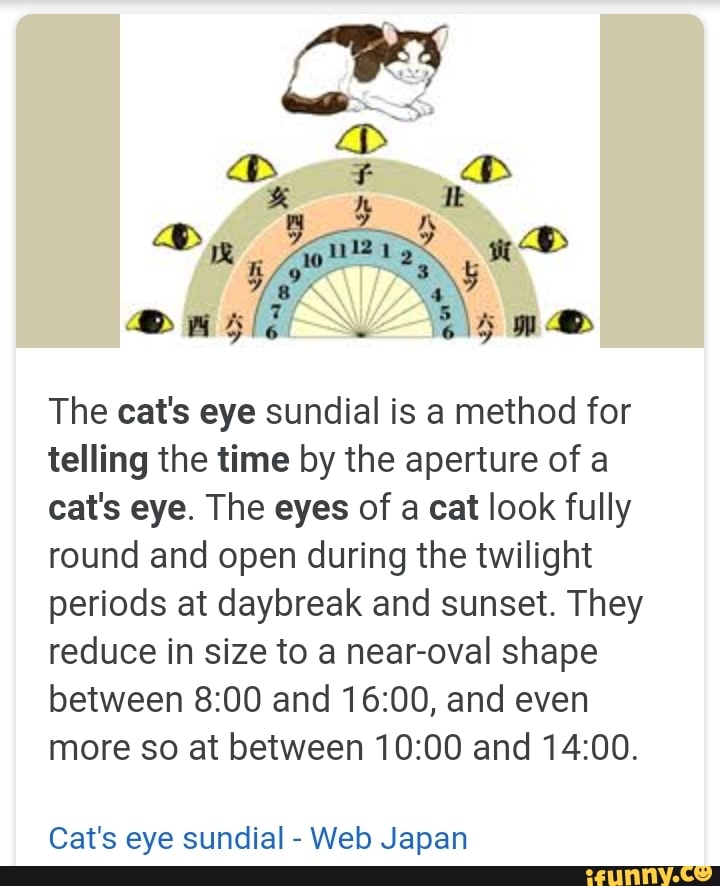 cat eye timer
