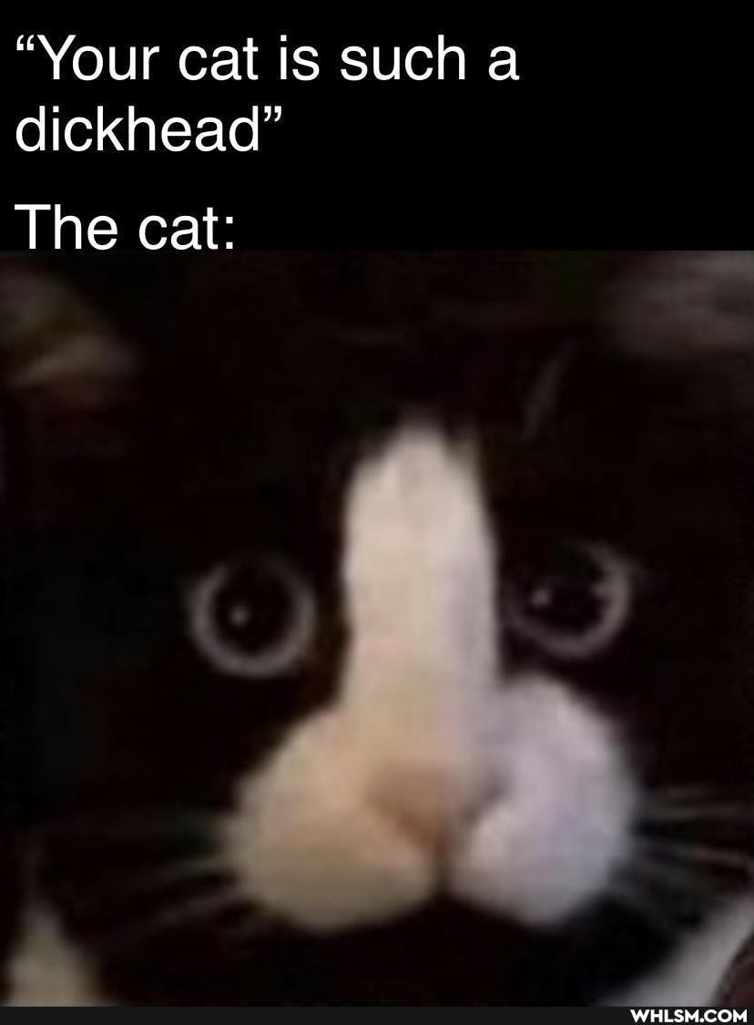 "Your cat is such a dickhead"
The cat: