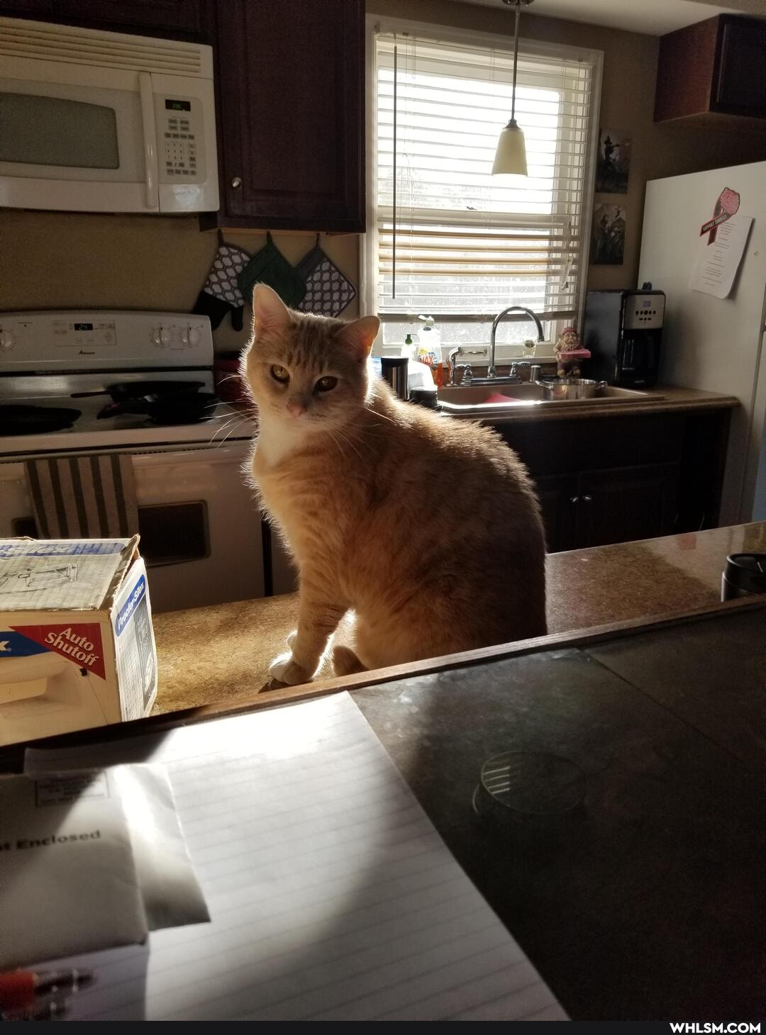 cat, advice_animals, help_me_imgur