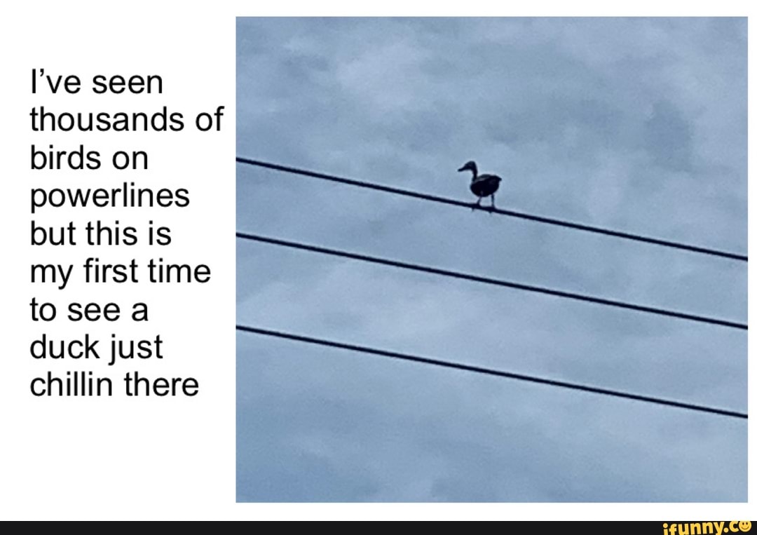 I've seen
thousands of
birds on
powerlines
but this is
my first time
to see a
duck just
chillin there