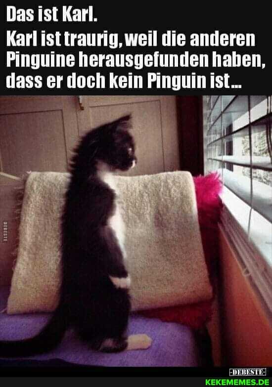 Das ist Karl.
Karl ist traurig, weil die anderen
Pinguine herausgefunden haben, dass er doch kein Pinguin ist...