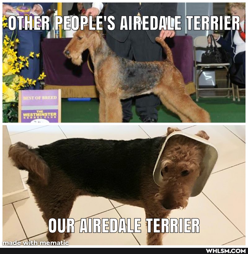 OTHER PEOPLE'S AIREDALE TERRIER
OUR AIREDALE TERRIER