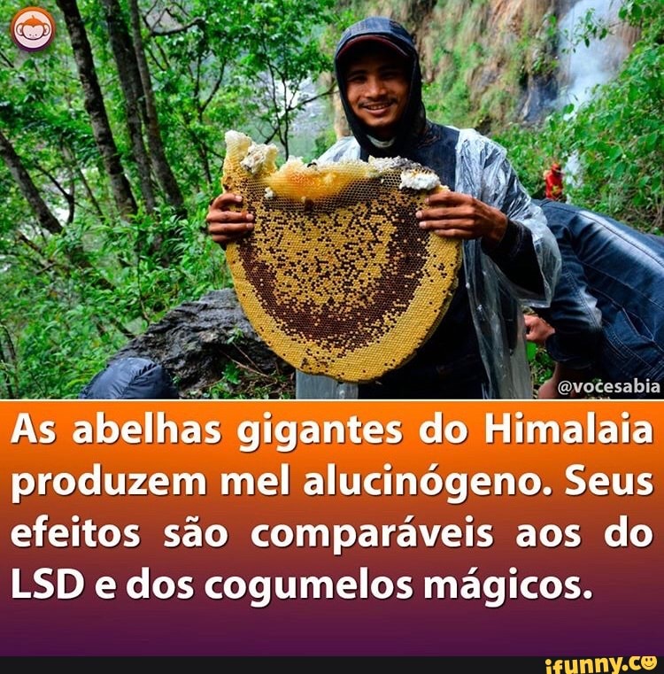 evotesabia
As abelhas gigantes do Himalaia produzem mel alucinógeno. Seus efeitos são comparáveis aos do
LSD e dos cogumelos mágicos.