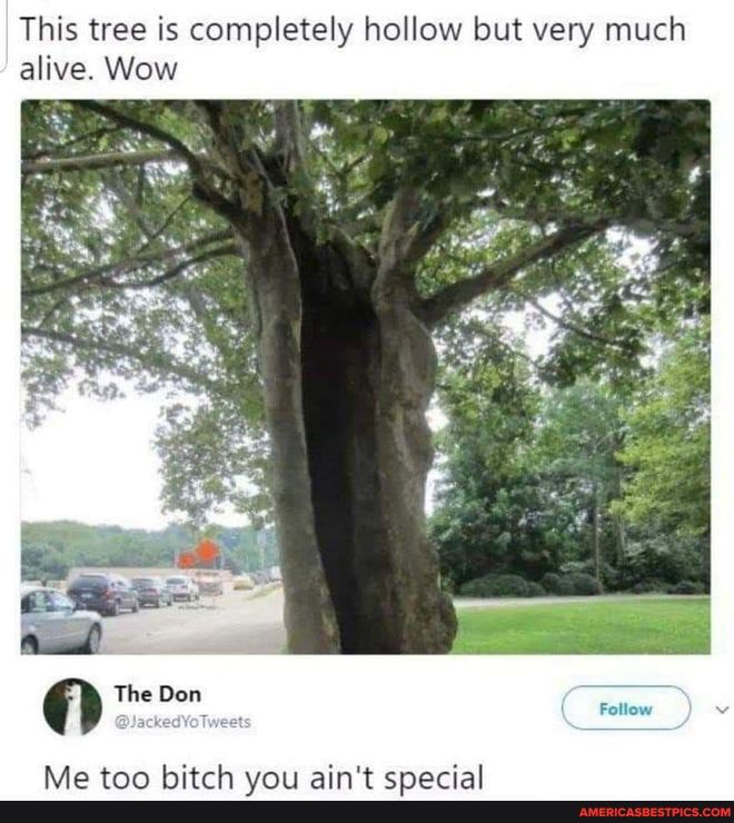 This tree is completely hollow but very much alive. Wow
The
Follow