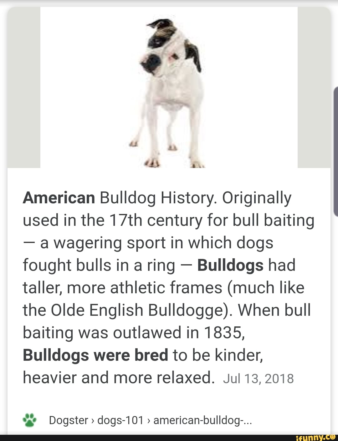 American Bulldog History. Originally used in the 17th century for bull