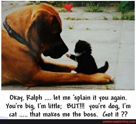 Okay, Ralph let me 'spain it you again.
You're big, I'm little; BUTM! you're dog I'm cat that makes me the boss. Got it