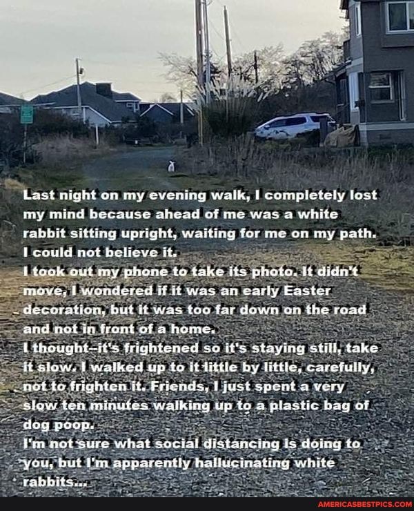 Last night on my evening walk, I completely lost my mind because ahead of me was white rabbit sitting upright, waiting for me on my path, could not betieve it.
tock out my phone take its photo, It didn't move, wondered if it was an early Enster decoration, but it was too far down on the road and not in front of a frome.
thought-it's frightened so it's staying still, take it slow, walked up to it litele by little, carefully, not to frighten it. Friends, just spent a very slow ten minutes watking up to plastic bay of doy poop,
I'm net sure what social distancing is deing to
you, but I'm apparently hallucinating white