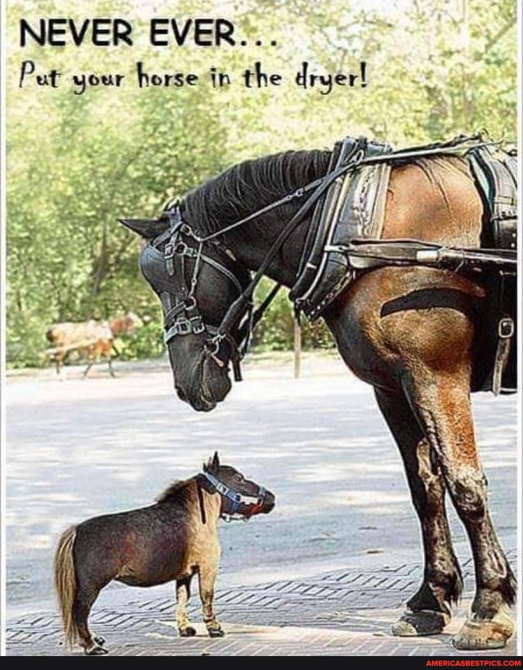NEVER EVER...
Put your horse in the dryer!