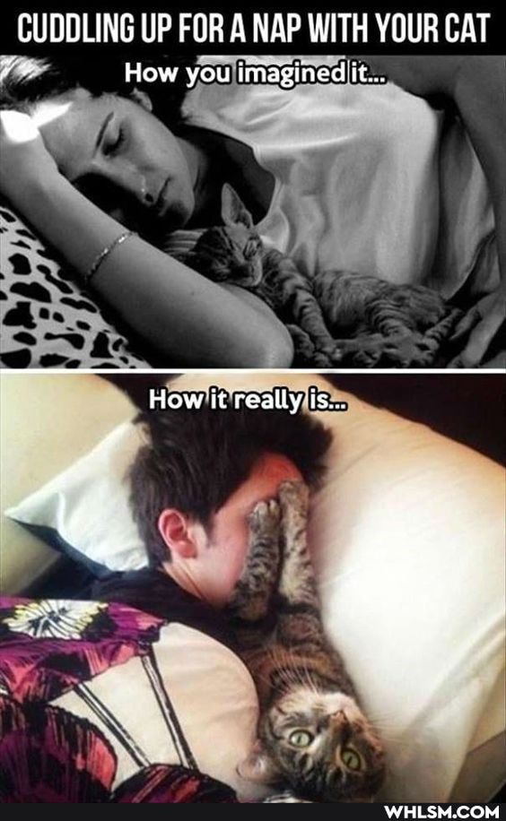 CUDDLING UP FOR A NAP WITH YOUR CAT
How you imagined it...
ww
ER
How it really is...