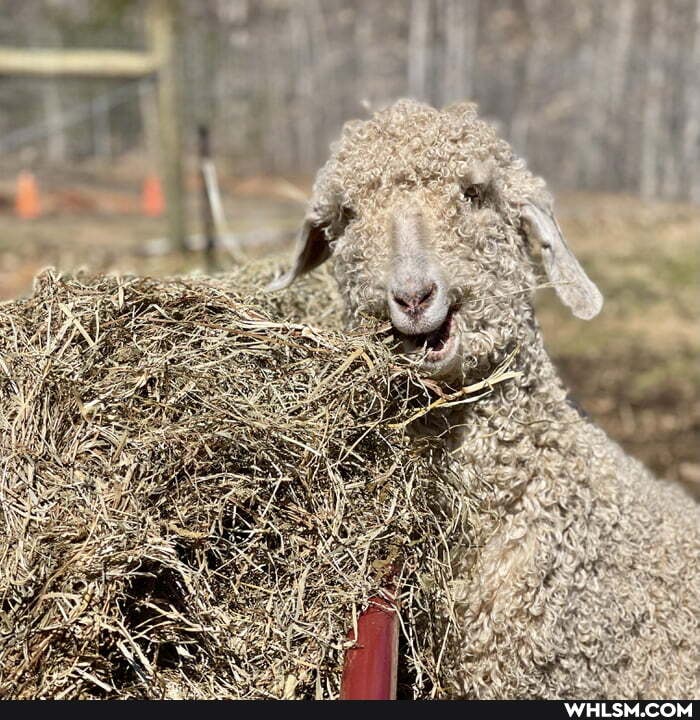 sheep
