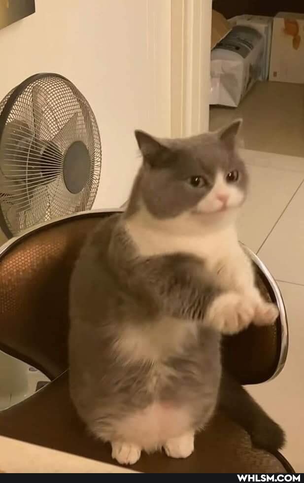 cat, cats