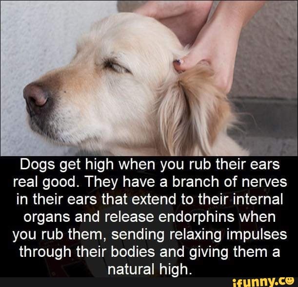 Dogs get high when ybu rub their ears real good. They have a branch of