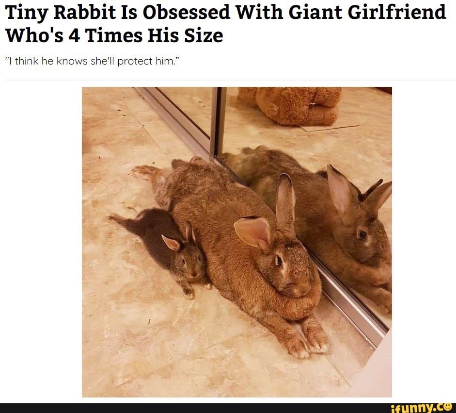 Tiny Rabbit Is Obsessed With Giant Girlfriend Who's 4 Times His Size "I