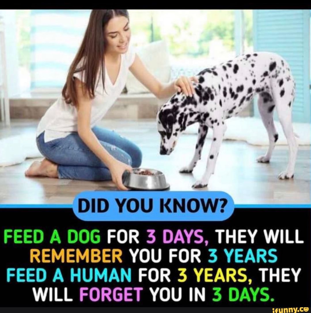 DID YOU KNOW FEED A DOG FOR 3 DAYS THEY WILL REMEMBER YOU FOR 3