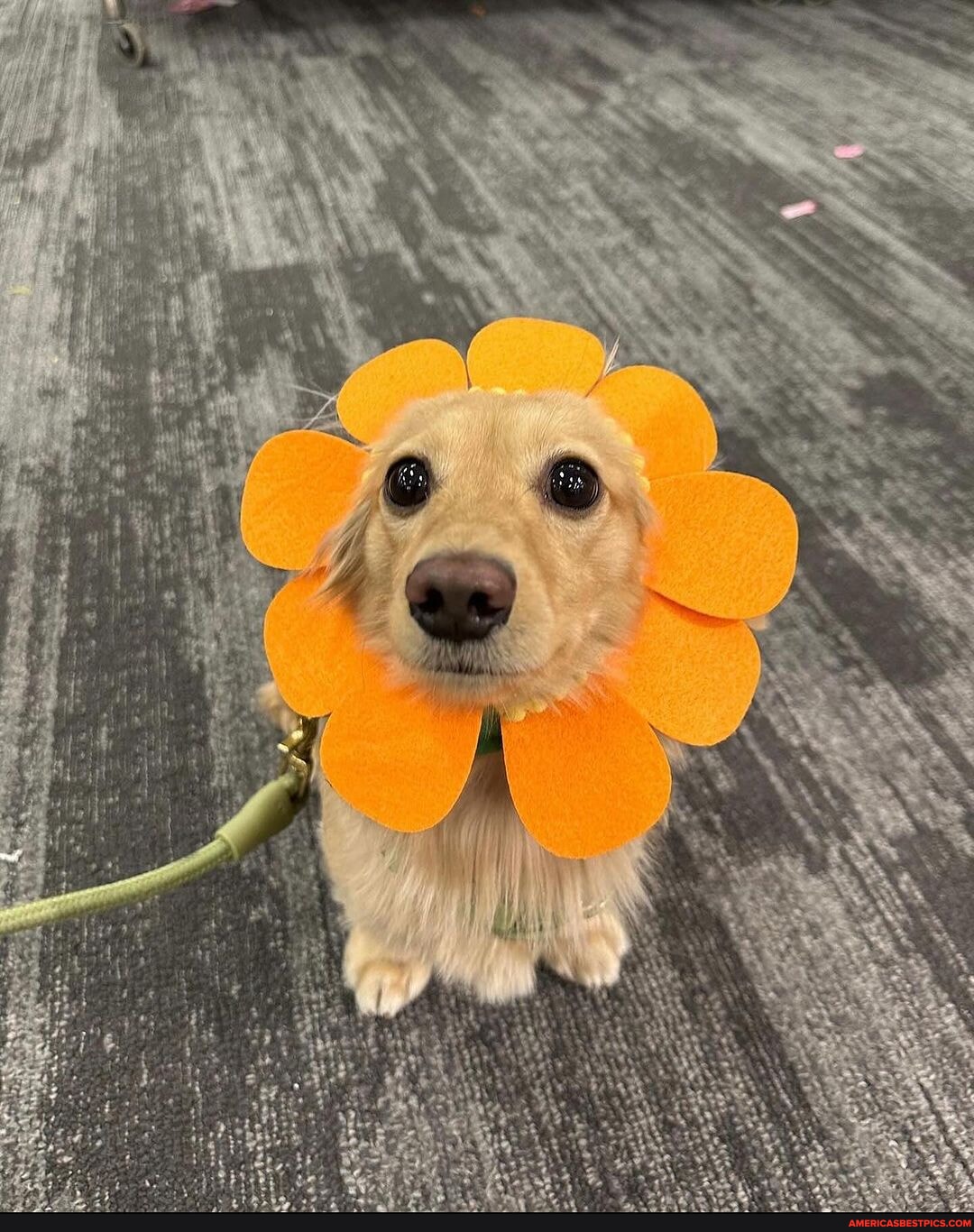 Please Flowers