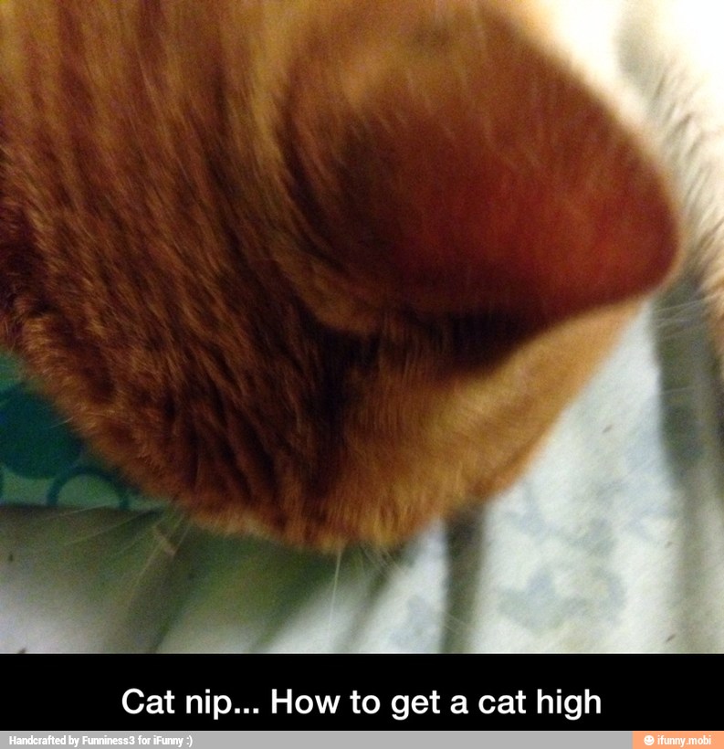 Cat nip... How to get a cat high - Cat nip... How to get a cat high