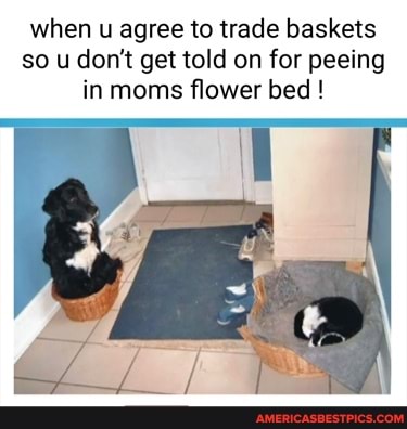 when u agree to trade baskets so u don't get told on for peeing in moms flower bed !