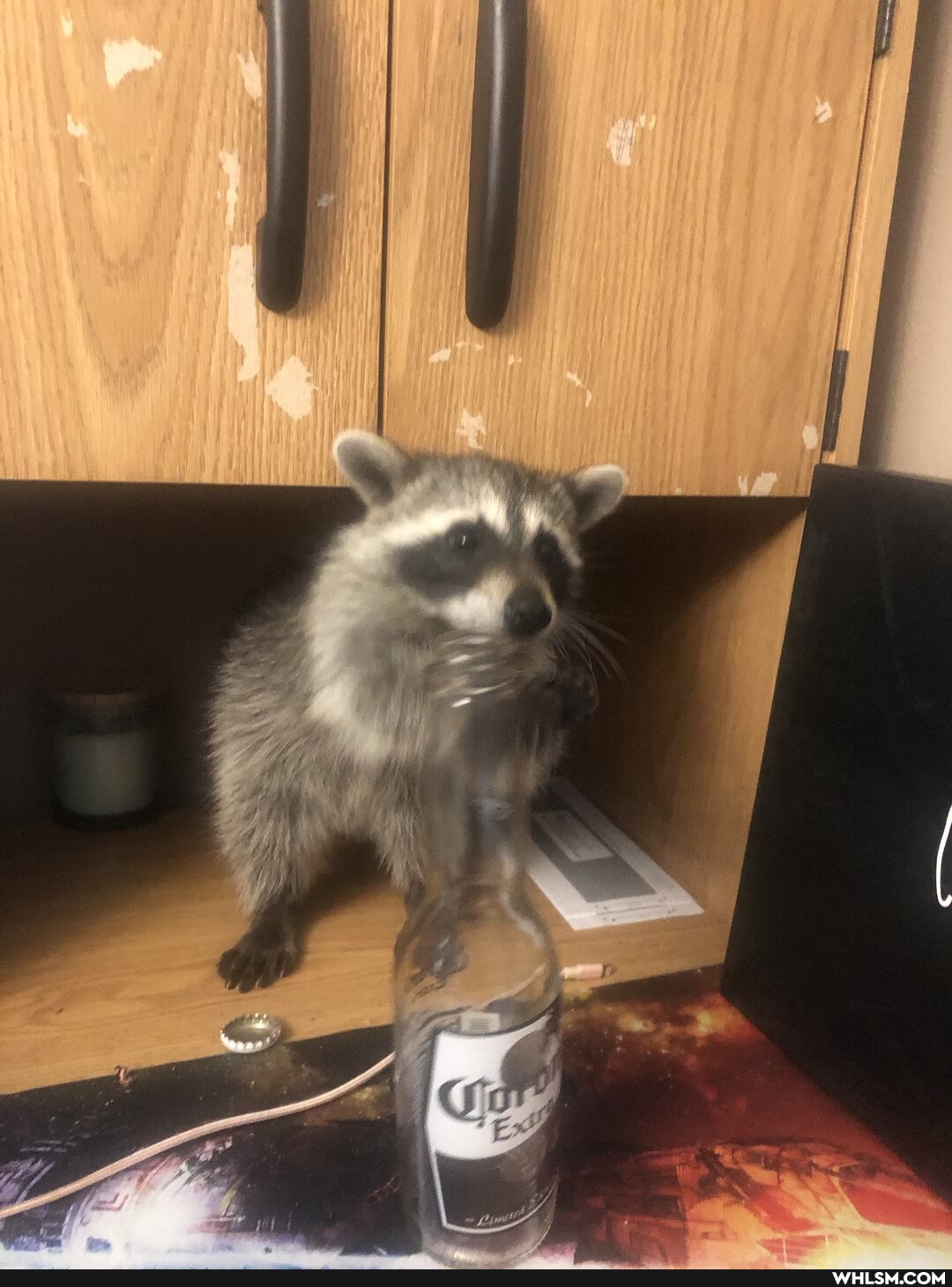 baby_animals
