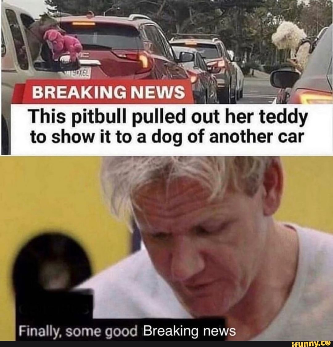 This pitbull
EE e her teddy
to show it to a dog of another car
Finally, some good Breaking news