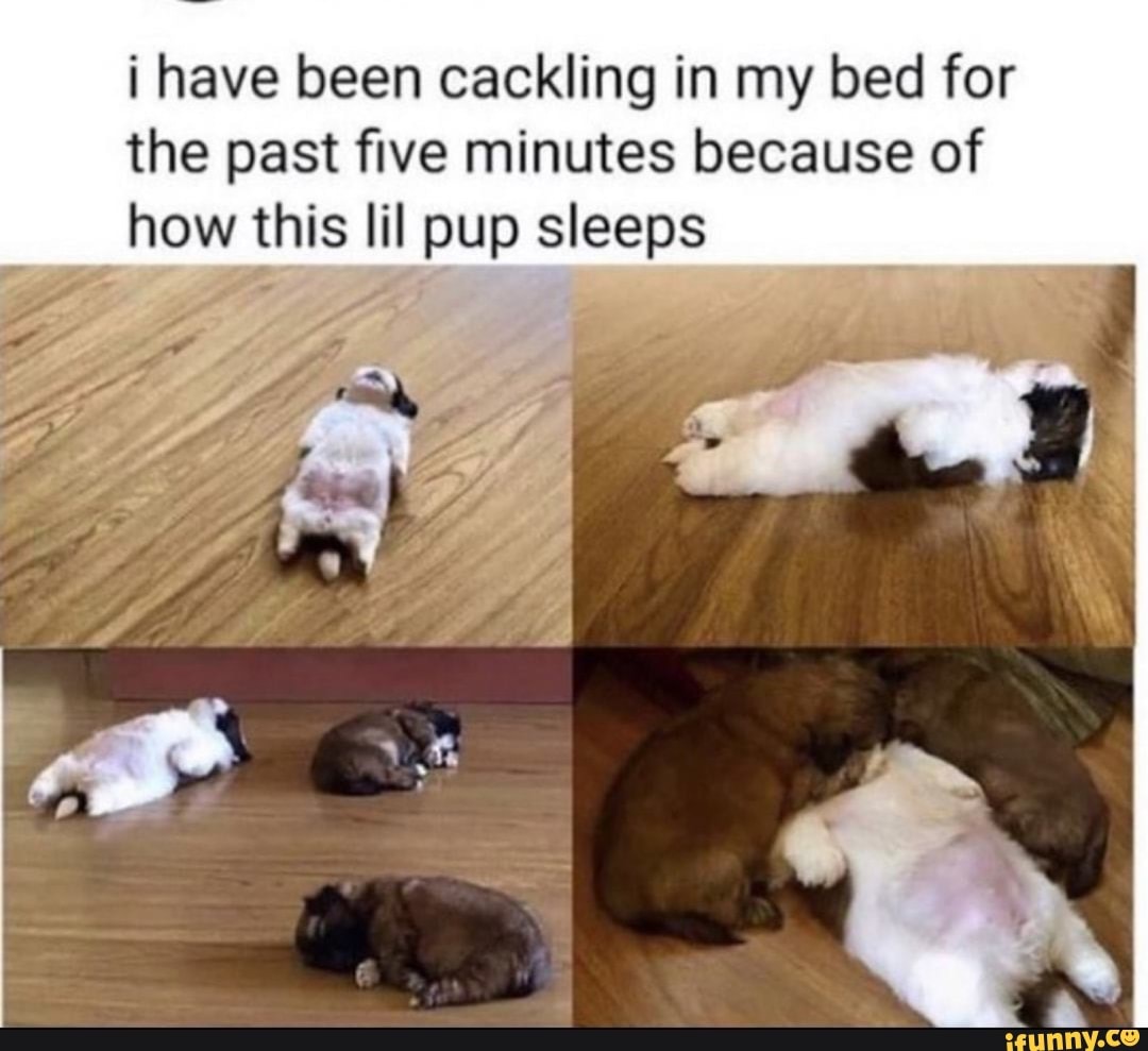 i have been cackling in my bed for
the past five minutes because of
how this lil pup sleeps
A