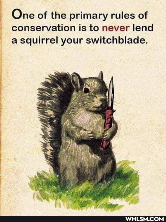 I One of the primary rules of conservation is to never lend a squirrel your switchblade.