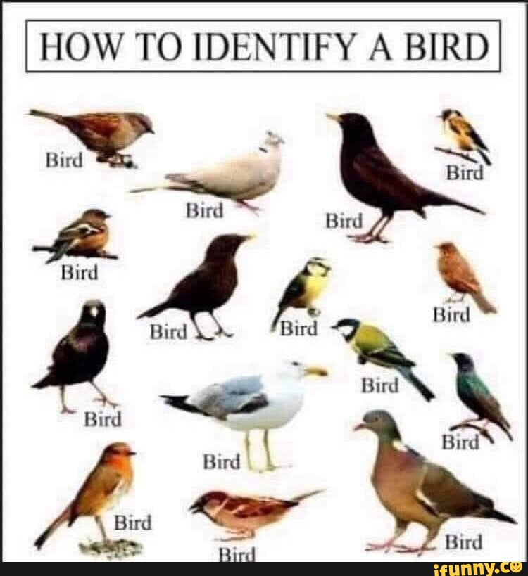 HOW TO IDENTIFY A BIRD Bird Bird Bird Bird Bird Bird Bird Bird Bird I