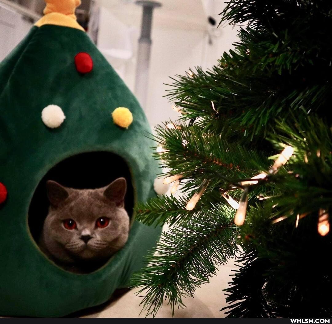 funny, cat, christmas, funny_cats