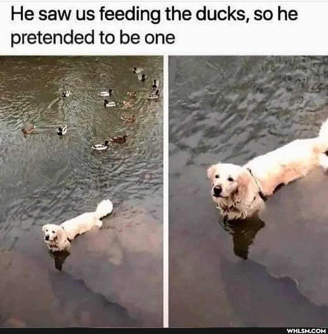 He saw us feeding the ducks, so he pretended to be one