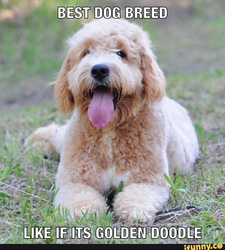 BEST DOG BREED
LIKE IF ITS GOLDEN DOODLE