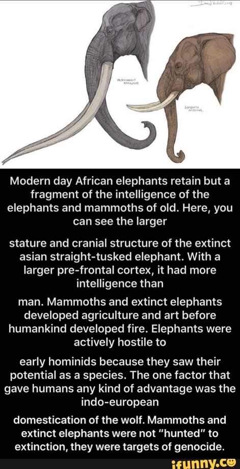 Modern day African elephants retain but a
fragment of the intelligence of the
elephants and mammoths of old. Here, you
can see the larger
stature and cranial structure of the extinct
asian straight-tusked elephant. With a
larger pre-frontal cortex, it had more
intelligence than
man. Mammoths and extinct elephants
developed agriculture and art before
humankind developed fire. Elephants were
actively hostile to
early hominids because they saw their
potential as a species. The one factor that
gave humans any kind of advantage was the
indo-european
domestication of the wolf. Mammoths and
extinct elephants were not "hunted" to
extinction, they were targets of genocide. - domestication of the wolf. Mammoths and extinct elephants were not “hunted” to extinction, they were targets of genocide.