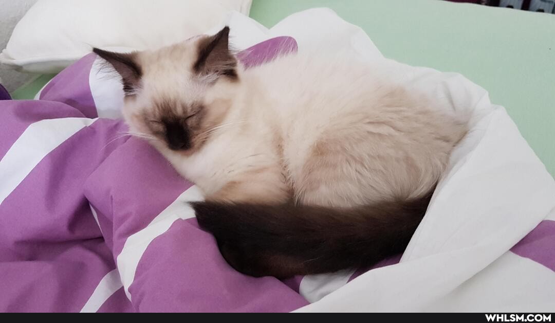 cat, kitten, baby_animals, cuteness_overload, chickennuggiesforeveryone