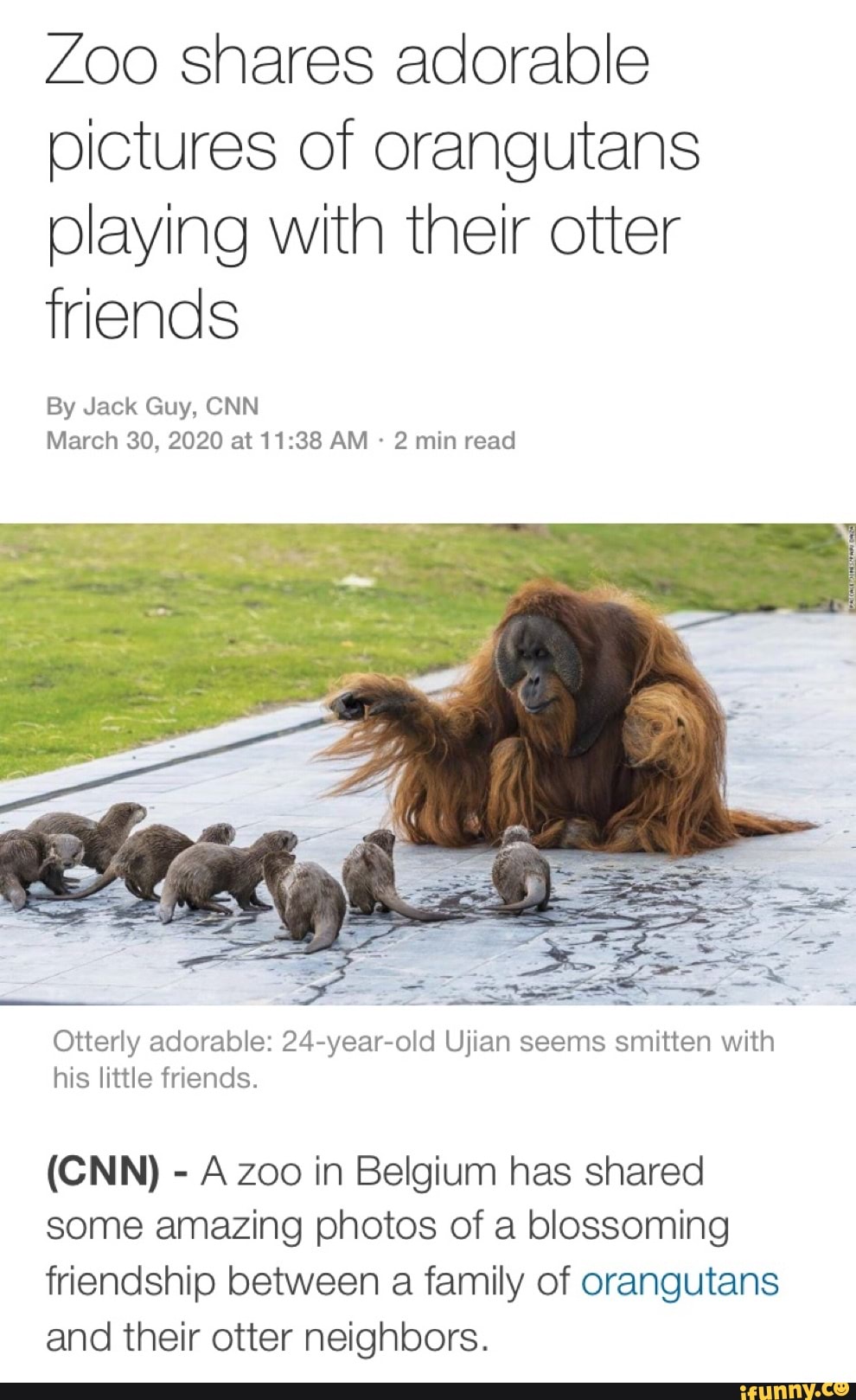 Zoo shares adorable
pictures of orangutans
playing with their otter
friends
By Jack Guy, CNN
March 30, 2020 at 11:38 AM 2 min read
Otterly adorable: 24-year-old Ujian seems smitten with
A Zoo in Belgium has shared
some amazing photos of a blossoming
friendship between a family of orangutans
and their otter neighbors.